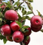malus domestica imperatore melo 1