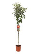 malus domestica imperatore melo