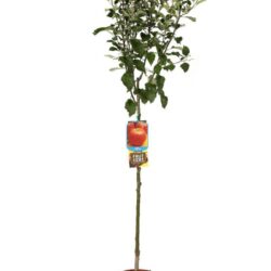 malus domestica imperatore melo