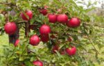 malus domestica portamento basso melo 1