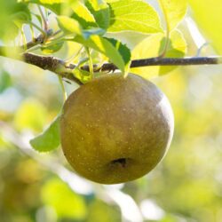malus domestica renetta canada melo 1