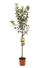 malus domestica renetta canada melo