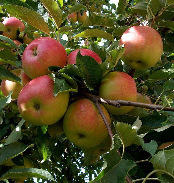 malus domestica rosa melo antico 1 malus domestica rosa melo antico 1