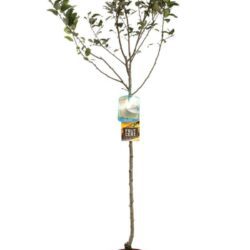 malus domestica rosa melo antico