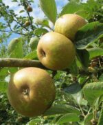 malus domestica ruggine melo antico 1