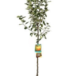 malus domestica ruggine melo antico