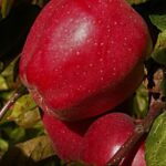 malus domestica starking delicious melo 1