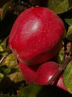 malus domestica starking delicious melo 1