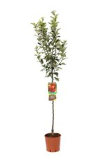 malus domestica starking delicious melo
