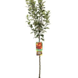 malus domestica starking delicious melo