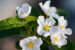 malus evereste melo da fiore 1