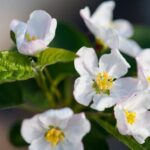 malus evereste melo da fiore 1