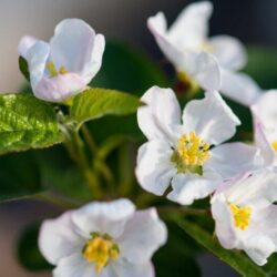 malus evereste melo da fiore 1