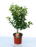 malus evereste melo da fiore