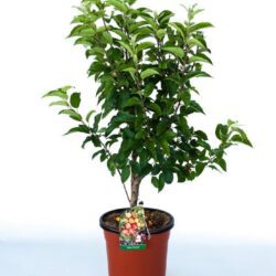 malus evereste melo da fiore