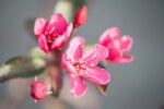 malus hybrido liset melo da fiore 1