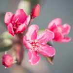 malus hybrido liset melo da fiore 1