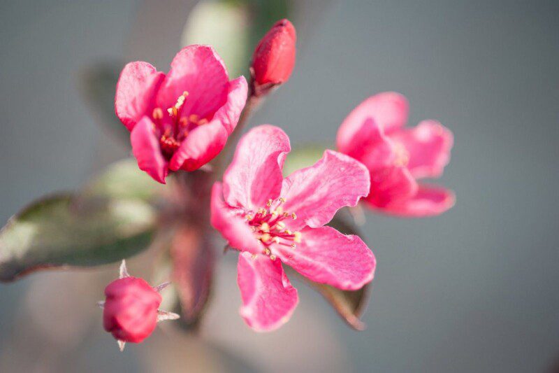 malus hybrido liset melo da fiore 1 malus hybrido liset melo da fiore 1