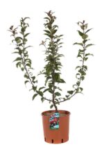 malus hybrido liset melo da fiore