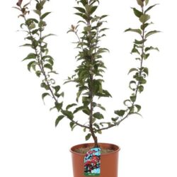 malus hybrido liset melo da fiore