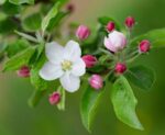 malus new york melo da fiore