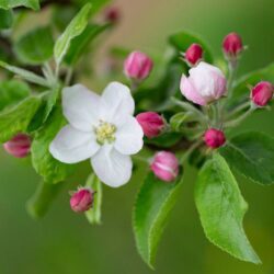 malus new york melo da fiore