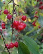 malus red jewel melo da fiore 1