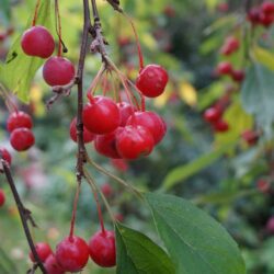 malus red jewel melo da fiore 1