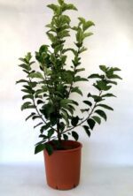 malus red jewel melo da fiore