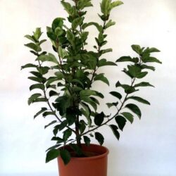 malus red jewel melo da fiore