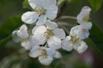 malus red sentinel melo da fiore 1