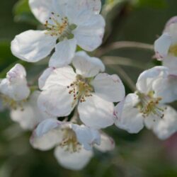 malus red sentinel melo da fiore 1