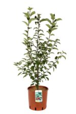 malus red sentinel melo da fiore
