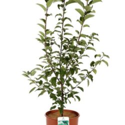malus red sentinel melo da fiore