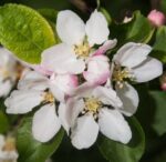 malus robusta yellow siberian melo da fiore 1