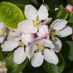 malus robusta yellow siberian melo da fiore 1
