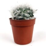 mammillaria bocasana