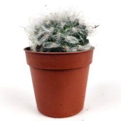 mammillaria bocasana