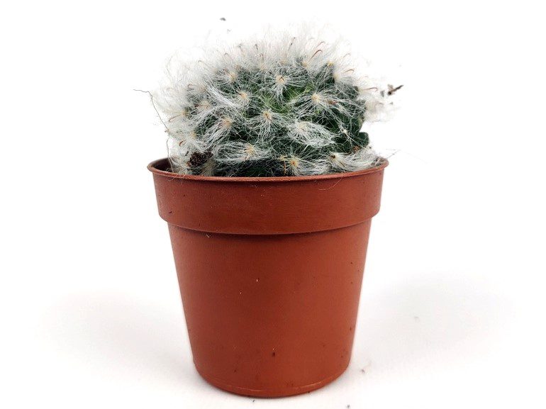 mammillaria bocasana mammillaria bocasana