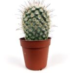mammillaria bombycina