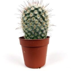 mammillaria bombycina