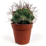 mammillaria camptotricha var marnier lapostollei