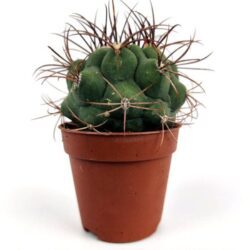 mammillaria camptotricha var marnier lapostollei
