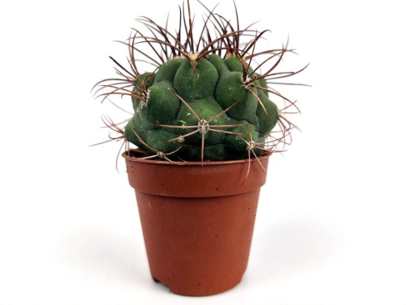 mammillaria camptotricha var marnier lapostollei