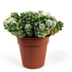mammillaria gracilis