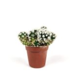 mammillaria gracilis cv arizona snowcap
