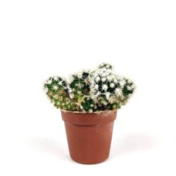 mammillaria gracilis cv arizona snowcap