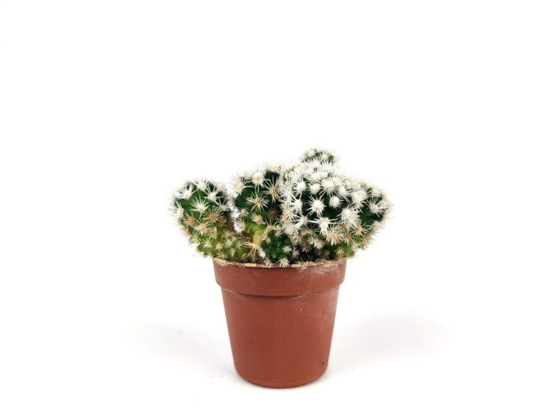 mammillaria gracilis cv arizona snowcap