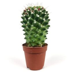 mammillaria polythele