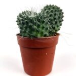 mammillaria polythele mart